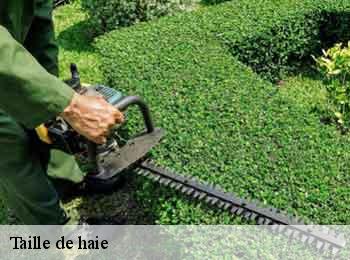 Taille de haie Pas-de-Calais 