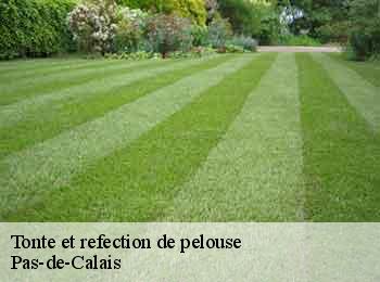Tonte et refection de pelouse