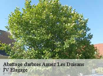 Abattage d'arbres