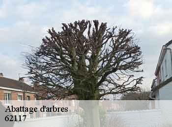 Abattage d'arbres 62117