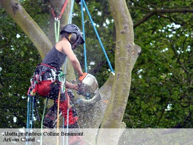 Abattage d'arbres  colline-beaumont-62180 Artisan Chatel