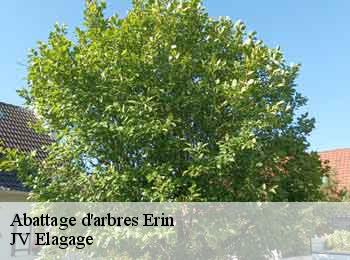 Abattage d'arbres