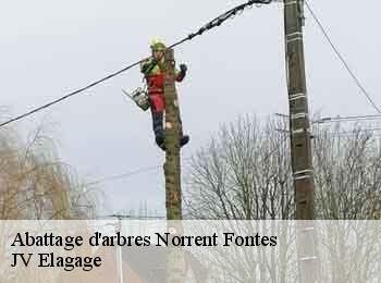 Abattage d'arbres 62120