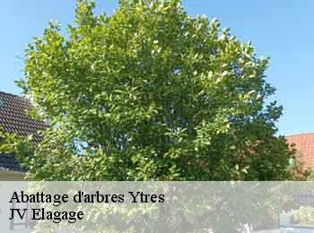 Abattage d'arbres