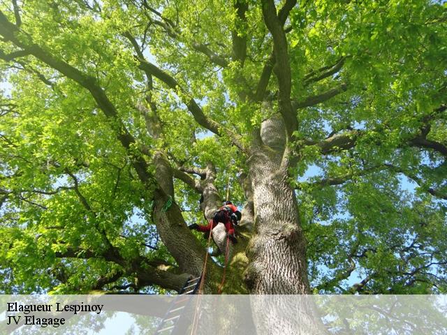 Elagueur lespinoy-62990 JV Elagage