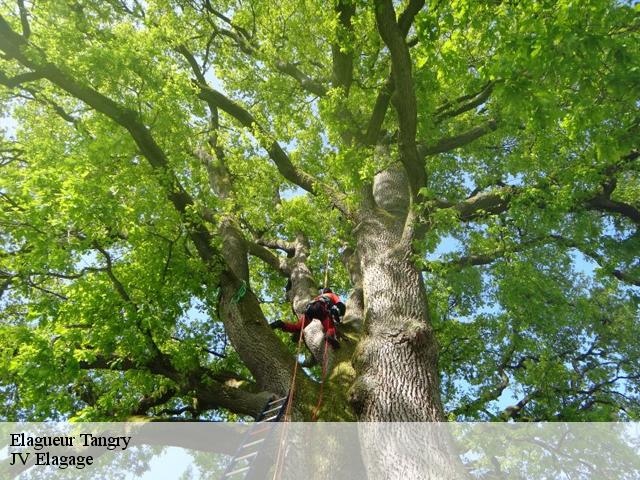 Elagueur  tangry-62550 JV Elagage