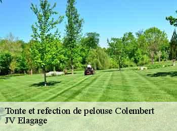 Tonte et refection de pelouse  colembert-62142 JV Elagage