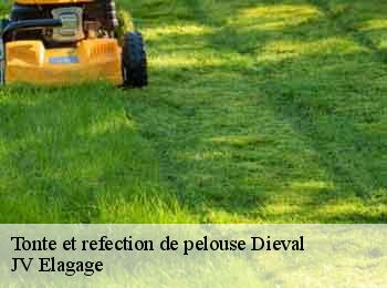 Tonte et refection de pelouse